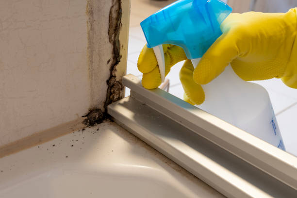 Certified Mold Removal in West Sayville, NY