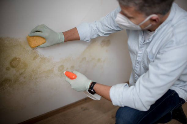 Best Attic Mold Removal  in West Sayville, NY