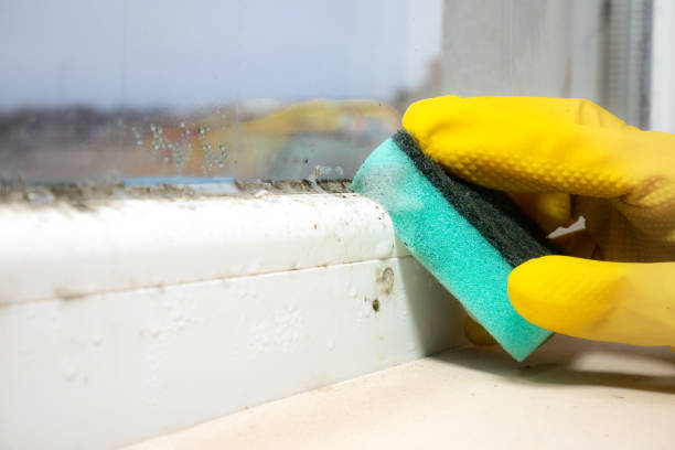 Best Residential Mold Removal  in West Sayville, NY