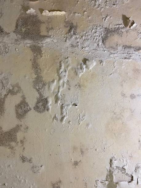 West Sayville, NY Mold Removal Company