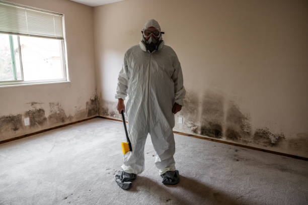 Best Commercial Mold Removal  in West Sayville, NY