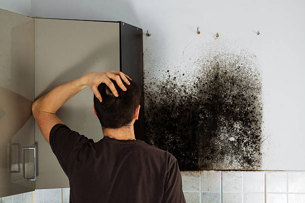 Best Same-Day Mold Removal  in West Sayville, NY